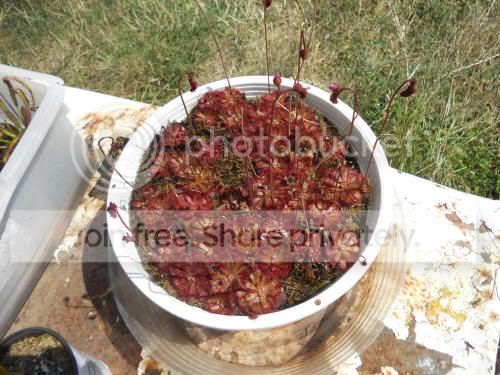 Daliceae_7-5-12.jpg