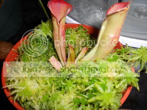 Htequila_12-20-11.jpg