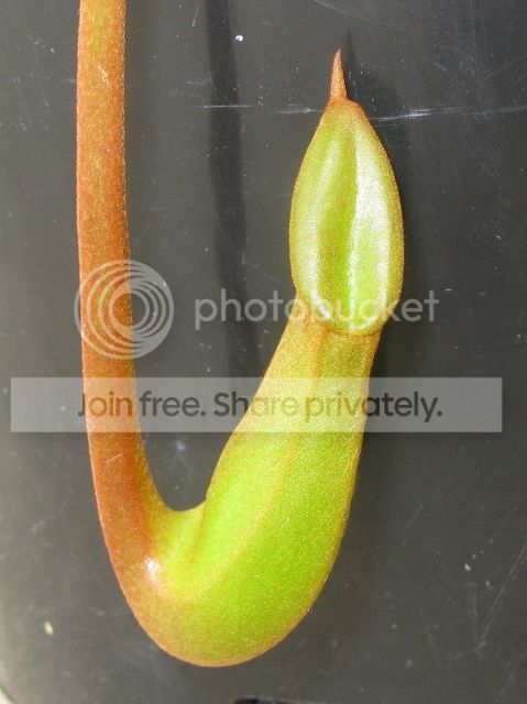 -N-ventricosa-x-ephippiata-EP.jpg