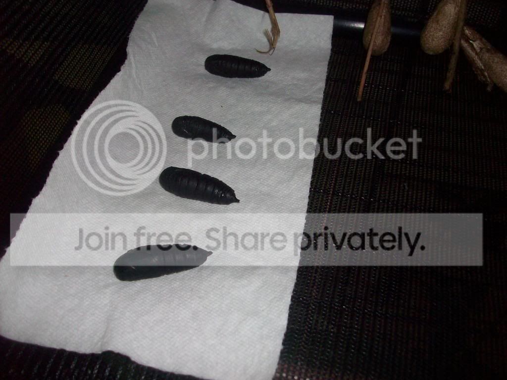 100_2791.jpg
