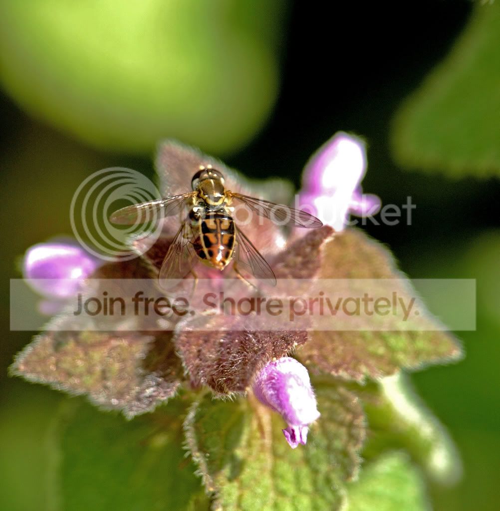 Smallbee.jpg