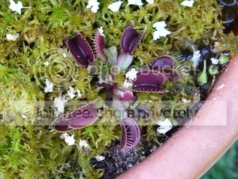 RoxiesBackyardBogs034.jpg