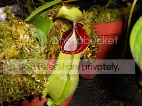 Nspathulata_1-1-12.jpg