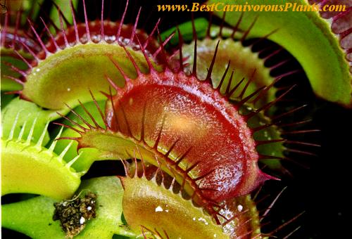 D_muscipula_big_mouth_Copyright_P_Dzik.jpg
