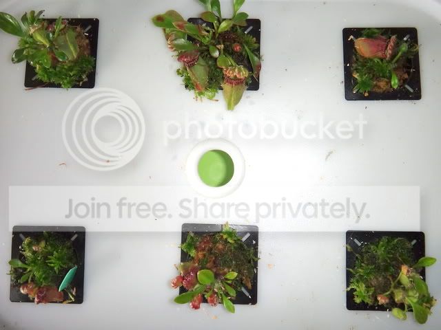 cephalotus_hydroponics_270812.jpg