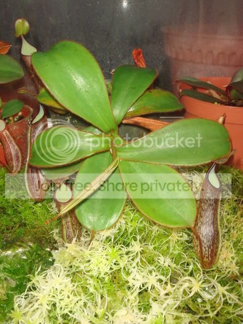 nepenthes_adnata_plant.jpg