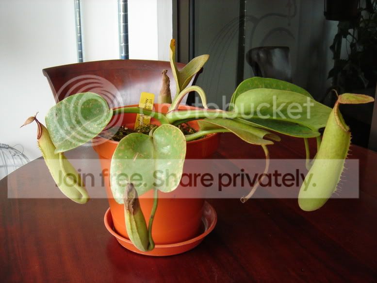 truncata290106.jpg
