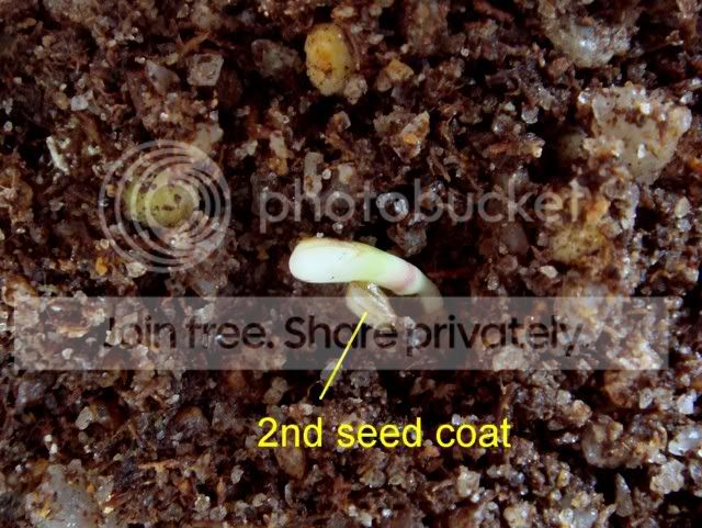 ibicella_lutea_seed_exra_coat.jpg