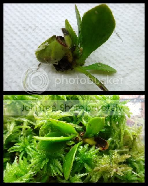 cephalotus_rhizome_cutting4_241111.jpg