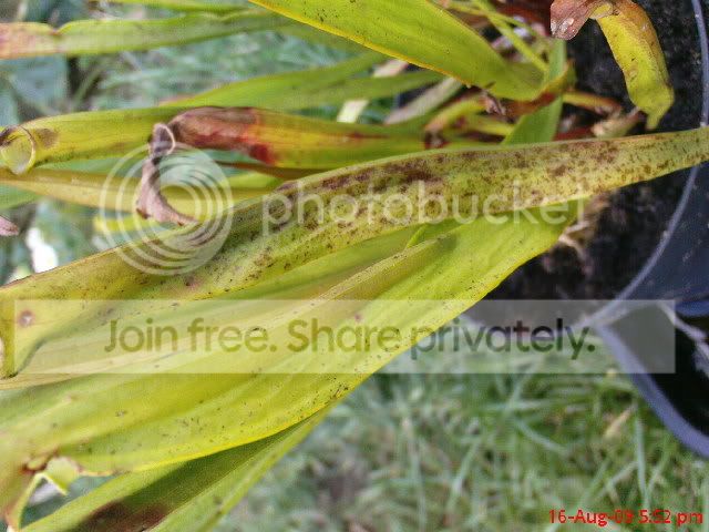 sarracenia049.jpg