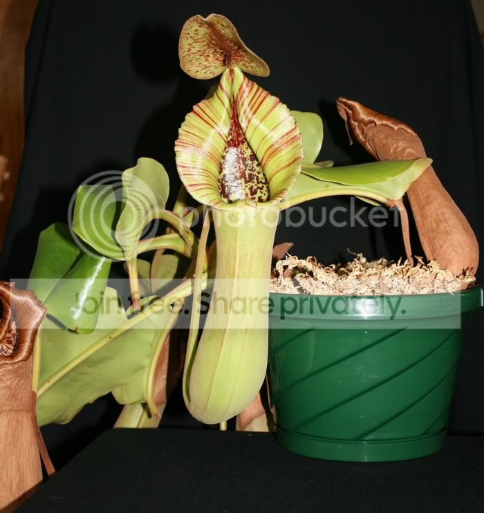 TRUNCATA326102.jpg