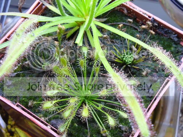 sundew003.jpg