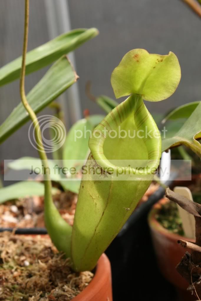 maximastenophilaxlowii1.jpg