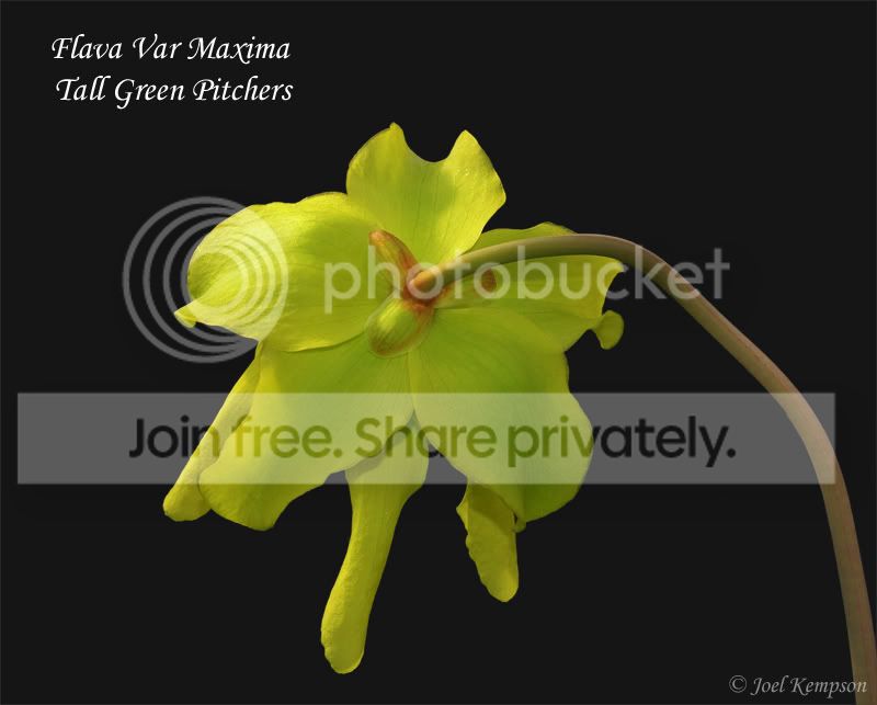 FlavaVarMaximaTallGreenPitchers.jpg