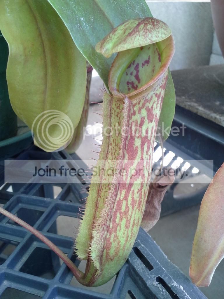 20140831_153537_zps3ab2ee22.jpg