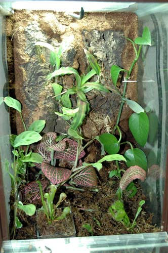 plants_by_criminalhate.jpg
