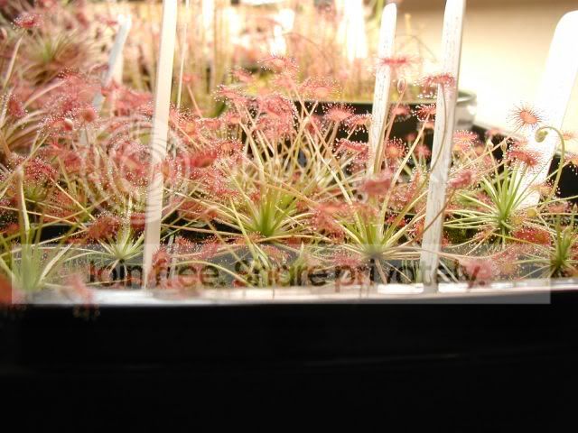 d_paradoxa_2006_spring.jpg