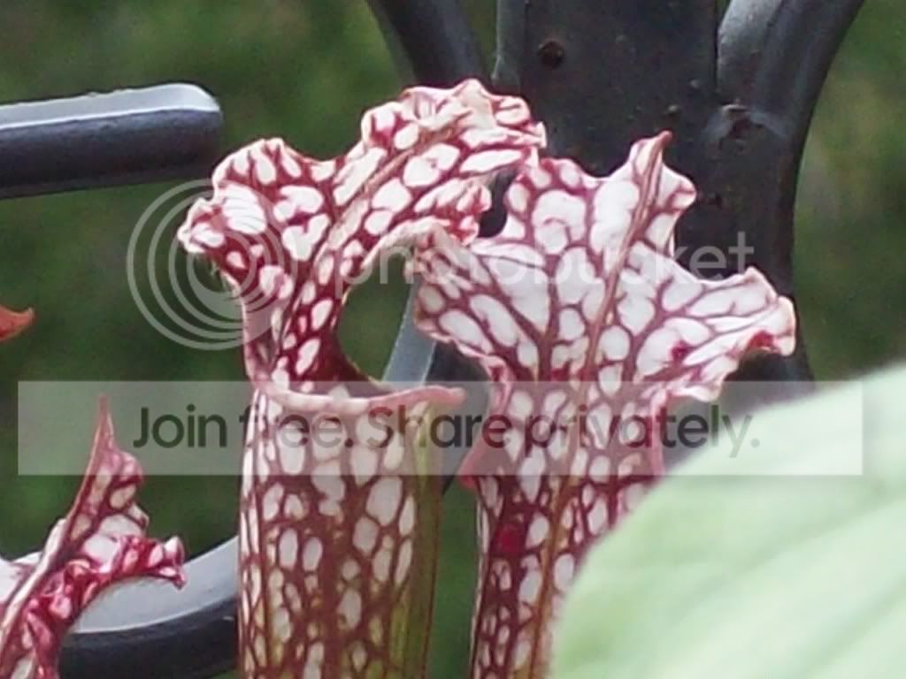 Picture026-5.jpg