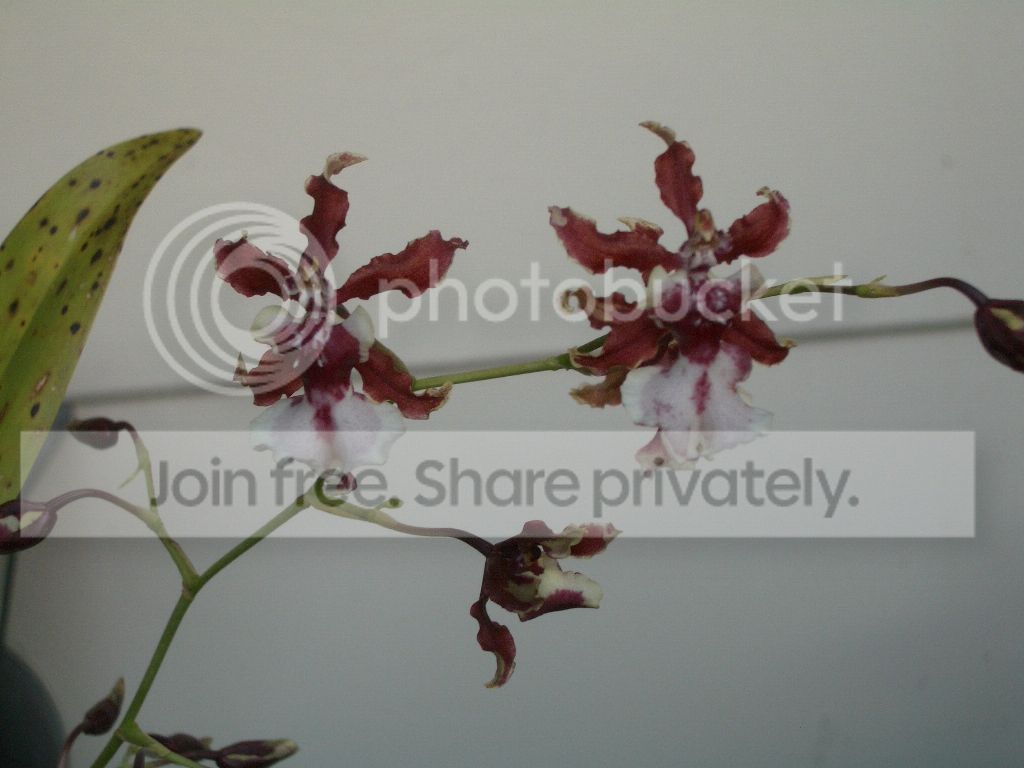 IMGP7455.jpg
