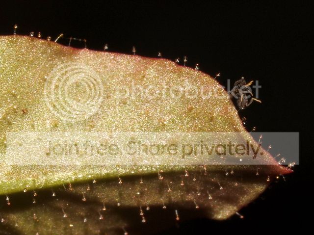 stylidium_semipartitum_prey4_zps83261cdf.jpg
