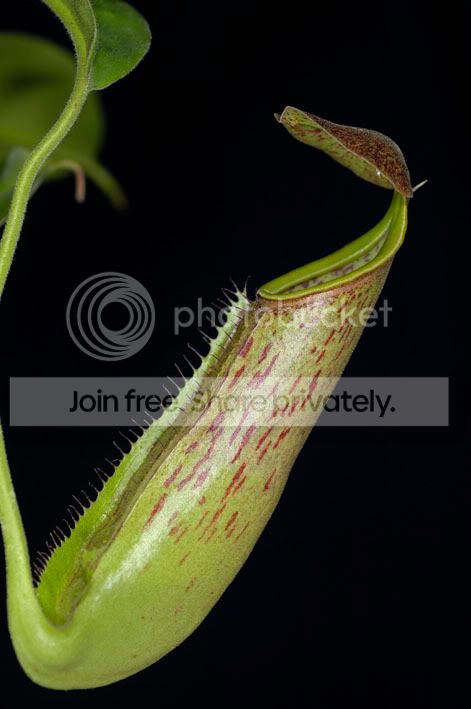 Maximatenata.jpg
