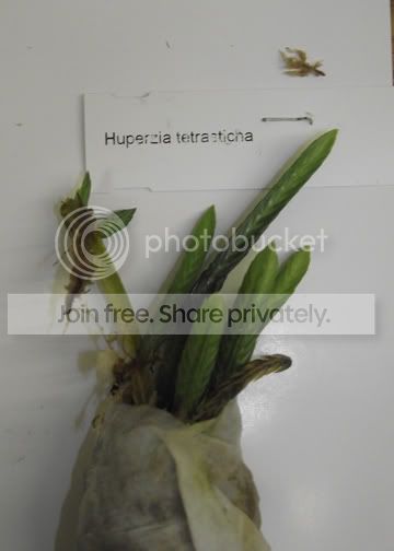 DSCF2454.jpg