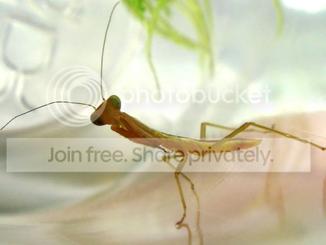 mantid_baby6.jpg