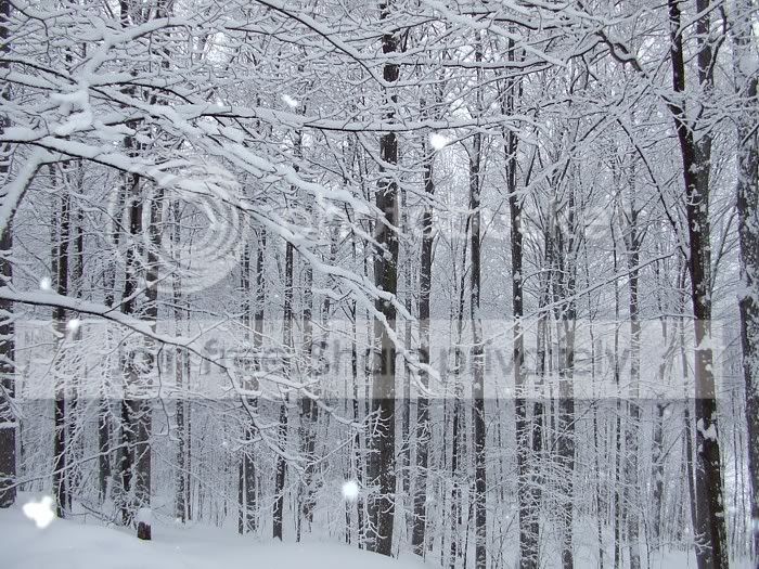 08morethan4ftsnow023.jpg