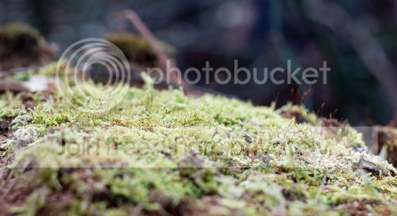 moss.jpg