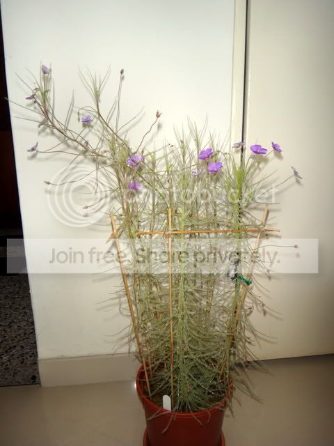 byblis_guehoi_plants.jpg