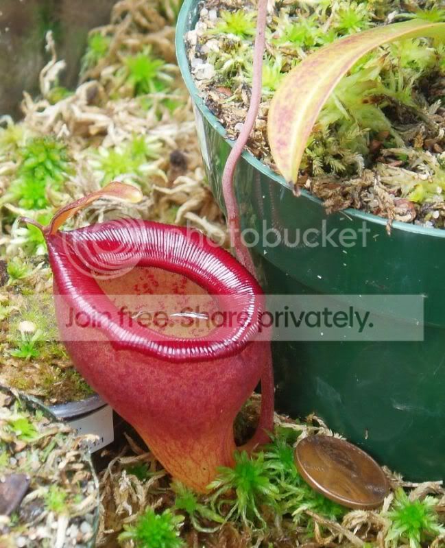Njamban1stpitcher041610RS.jpg