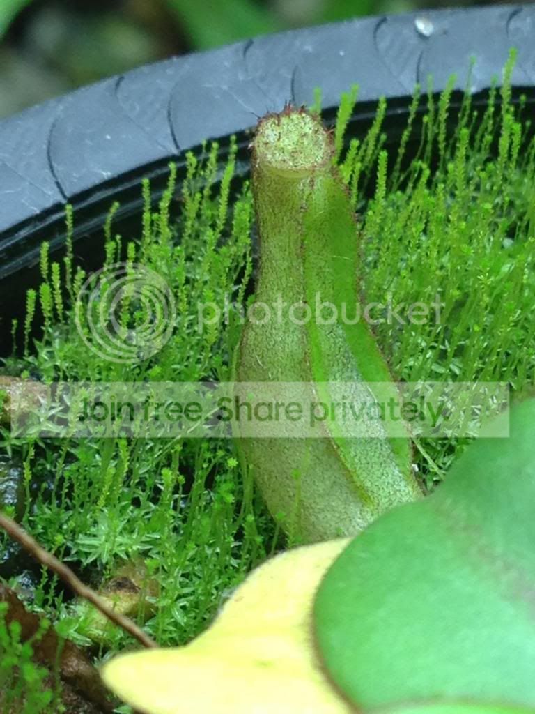image_zps4d60d896.jpg
