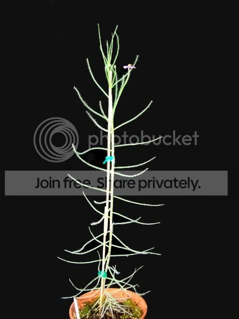 byblis_goliath_plant.jpg