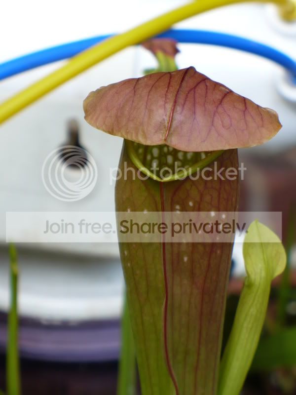 PitcherPlants051.jpg