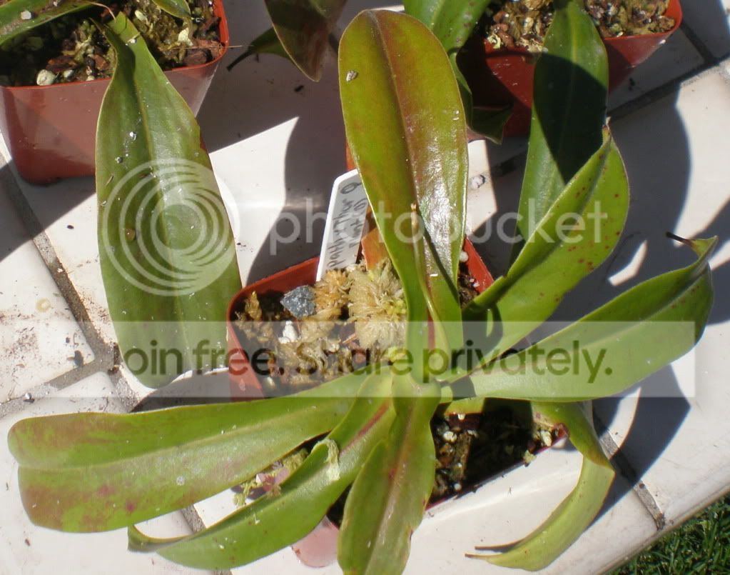SpathulataxThoreliiFemale1available.jpg
