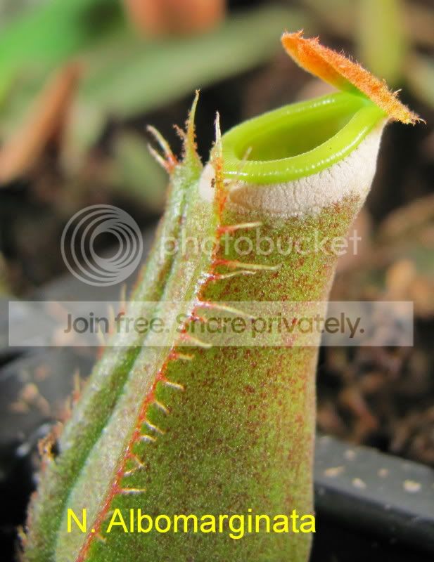 albomarginata-1.jpg