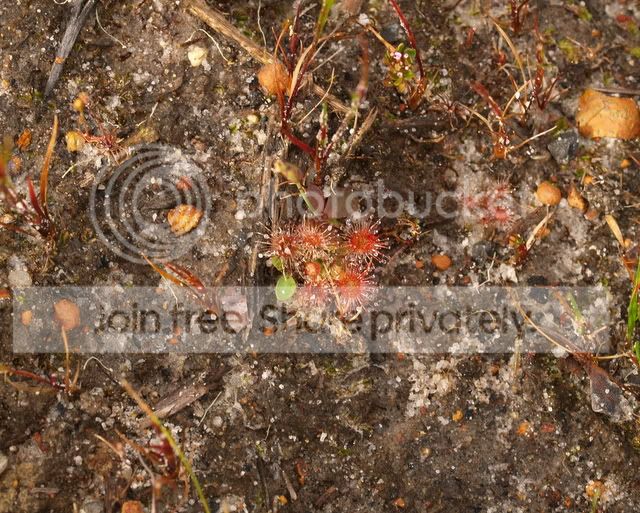 Drosera_puchella_media3.jpg