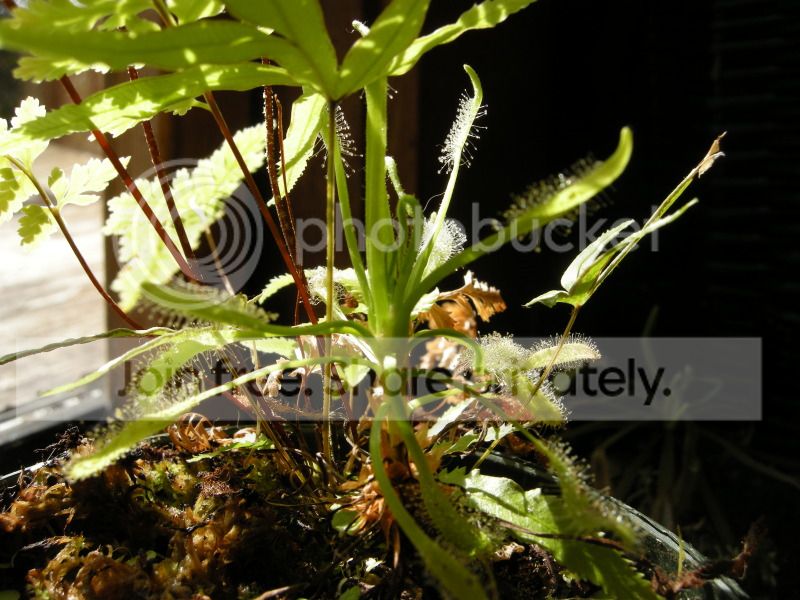 DSCN7091.jpg