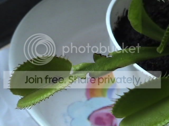 unevenleaf.jpg