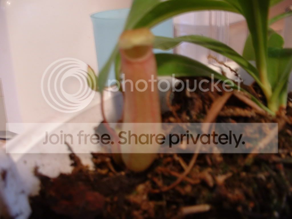 nepenthes004.jpg