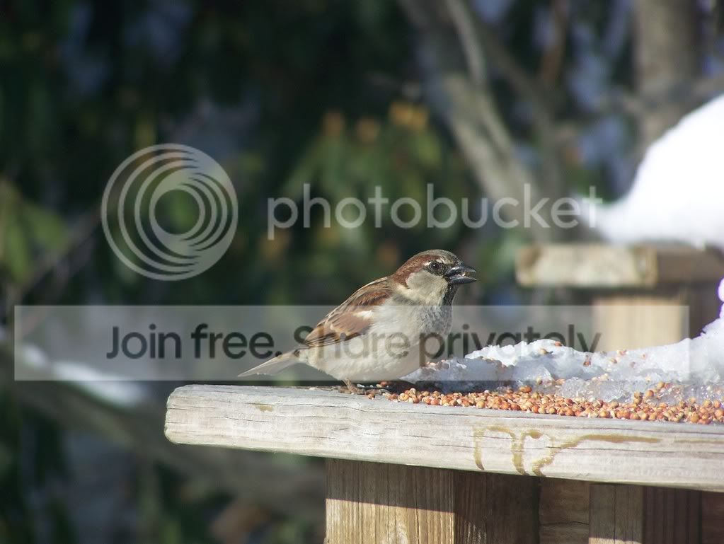 birds034.jpg