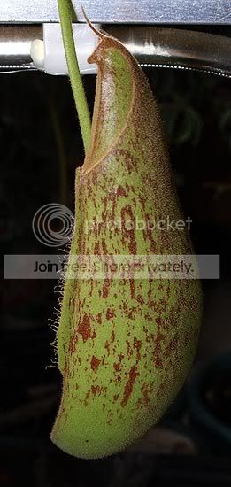 N-x-dyeriana.jpg