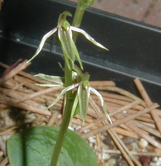 cyrtostylis1.JPG