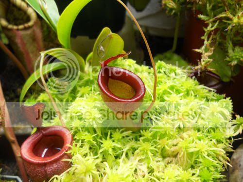 Njamban_11-11-11.jpg