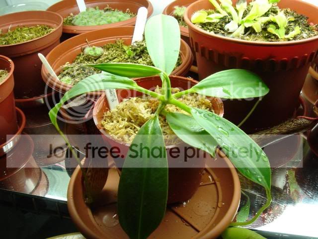 copelandiiplant.jpg