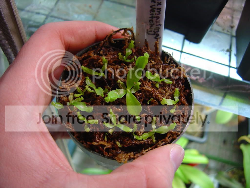 Neps4-27-09006-1.jpg