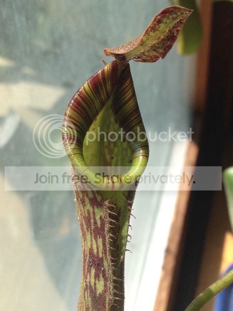 IMG_1992_zpsm3xlbqgc.jpg