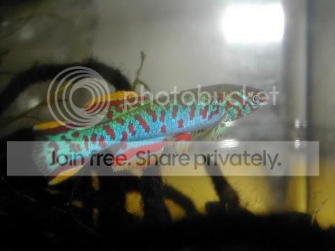 DSCN2739.jpg