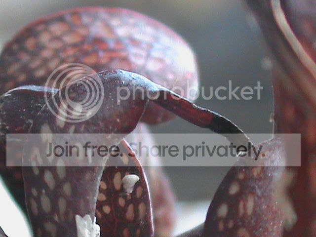 DSC00657_zps83d1ea1f.jpg