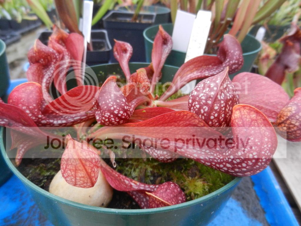 UNCCGreenhouse023.jpg
